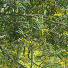Acacia Confusa zaden